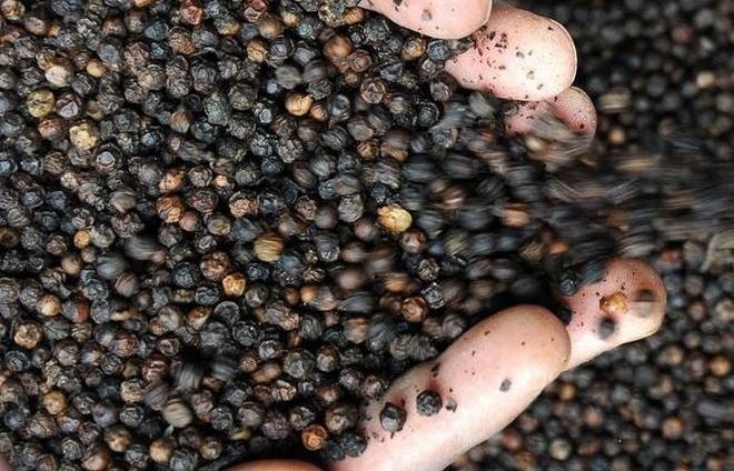 vietnam rakes in over us 1.2 billion from pepper exports by mid-december picture 1