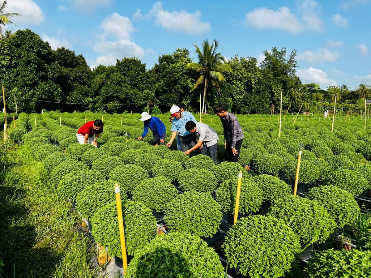 ben tre ho tro nong dan trong cuc mam xoi khac phuc tinh trang cham ra hoa hinh anh 2