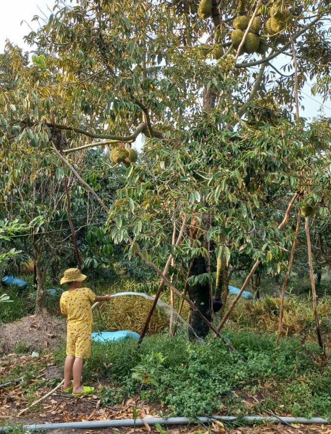 tiền giang chủ động phòng chống hạn mặn bảo vệ cây tỉ phú hình ảnh 5 tien giang chu dong phong chong han man bao ve cay ti phu hinh anh 5