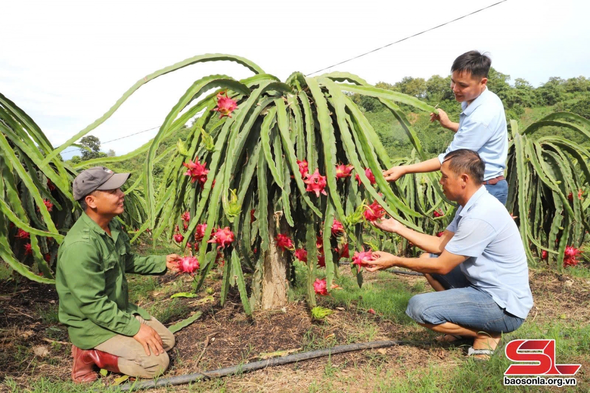 Hợp tác đưa nông sản vươn xa