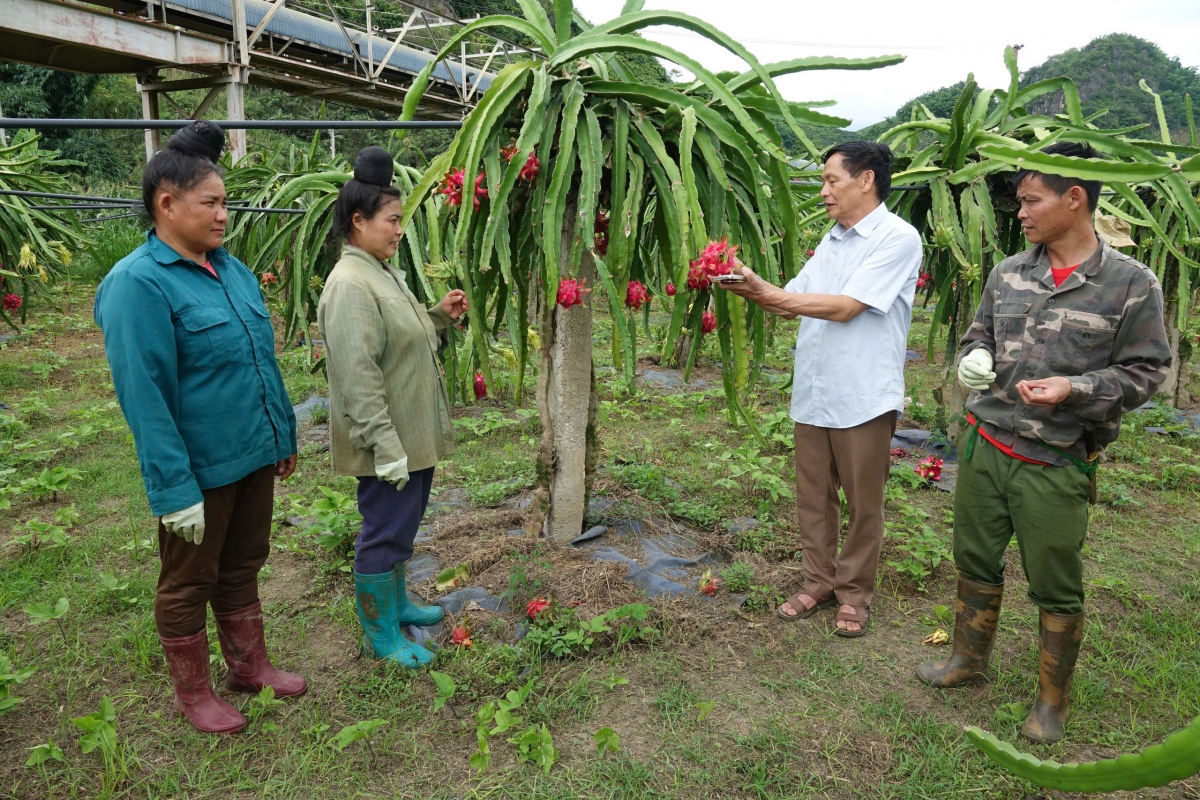 mai son vao vu thu hoach thanh long hinh anh 4