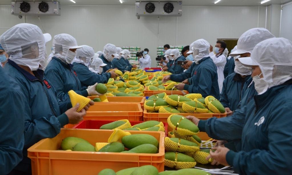 fruit and vegetable sector aims for us 10 billion export target picture 1