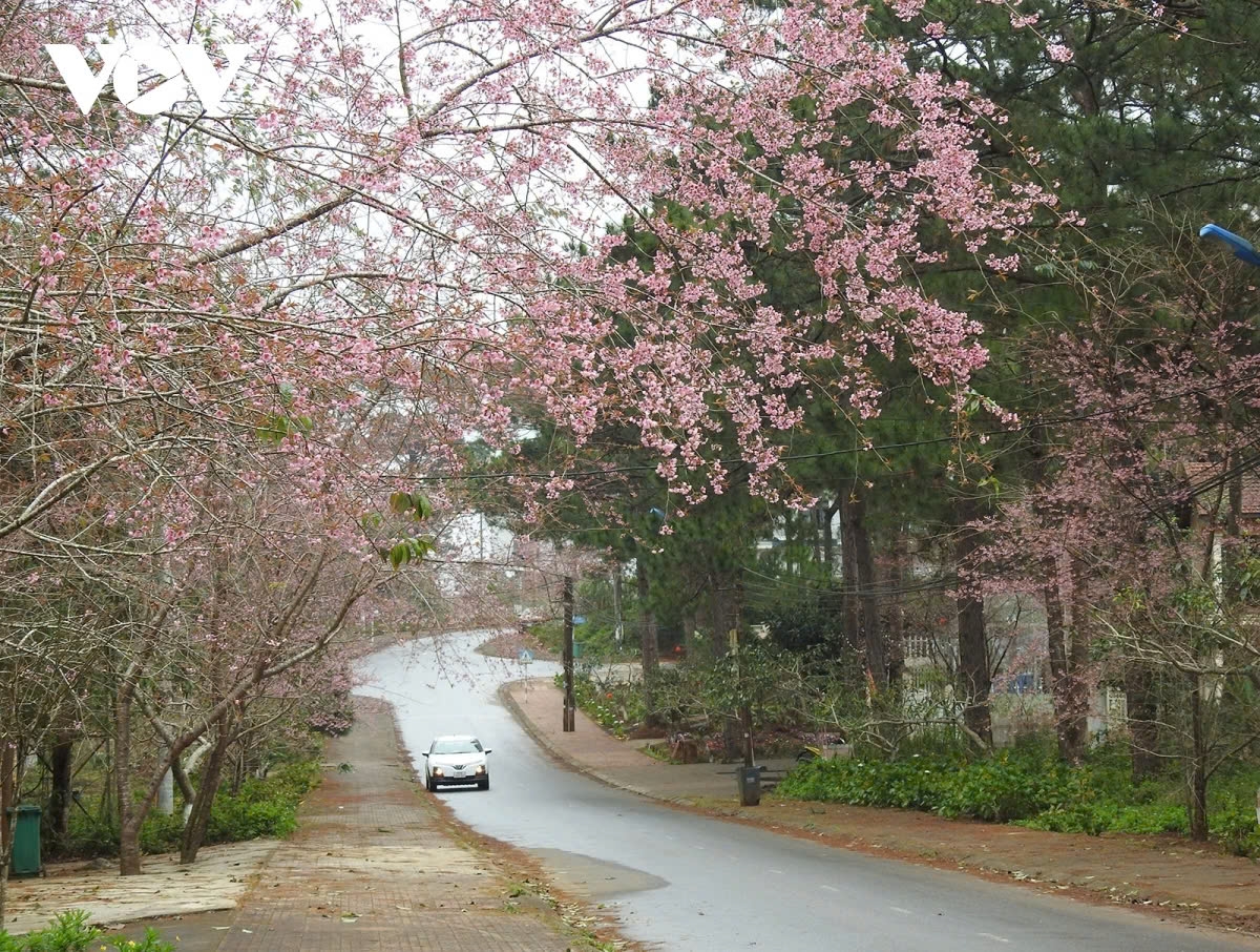 cherry blossoms in full bloom in mang den picture 1 cherry blossoms in full bloom in mang den picture 1