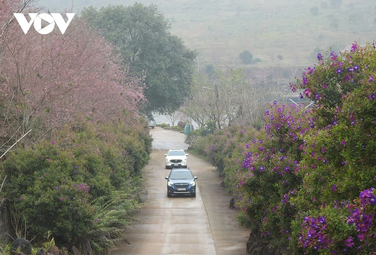cherry blossoms in full bloom in mang den picture 10 cherry blossoms in full bloom in mang den picture 10