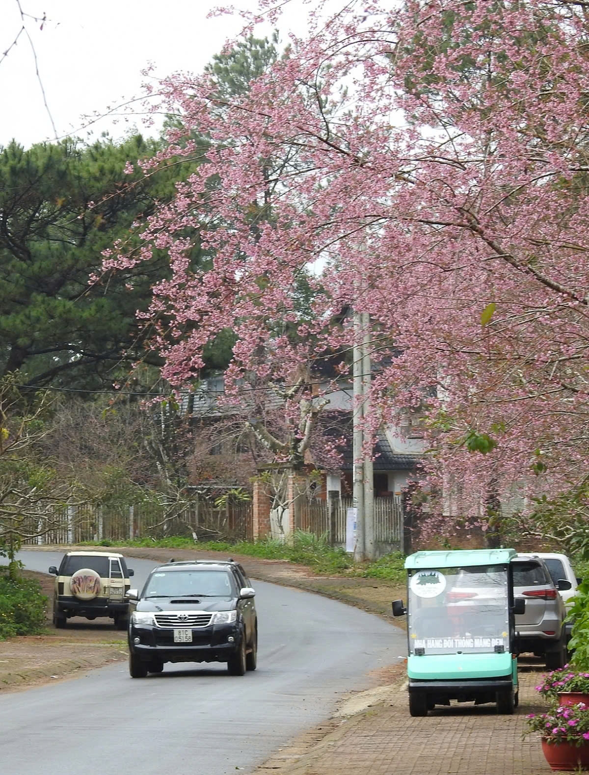 cherry blossoms in full bloom in mang den picture 2 cherry blossoms in full bloom in mang den picture 2