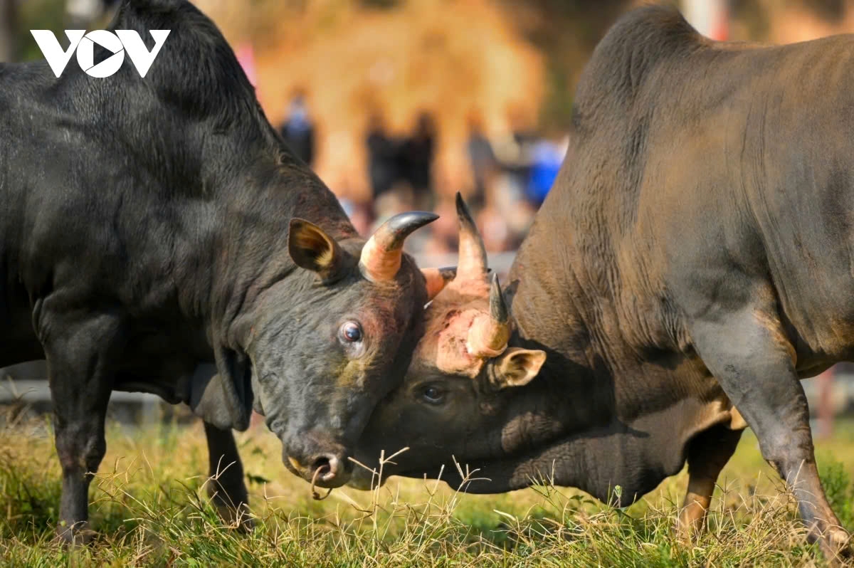 exciting spring bull fighting festival in northern vietnam picture 3 exciting spring bull fighting festival in northern vietnam picture 3