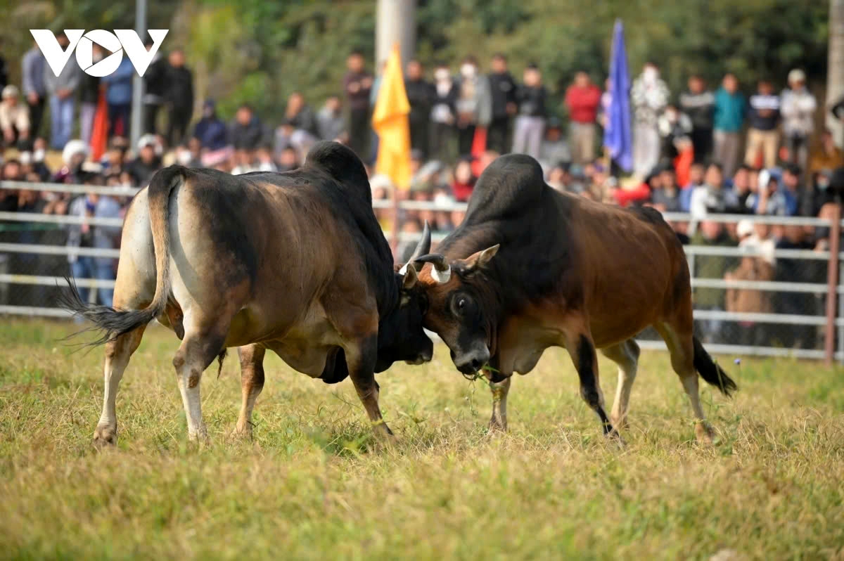 exciting spring bull fighting festival in northern vietnam picture 4 exciting spring bull fighting festival in northern vietnam picture 4