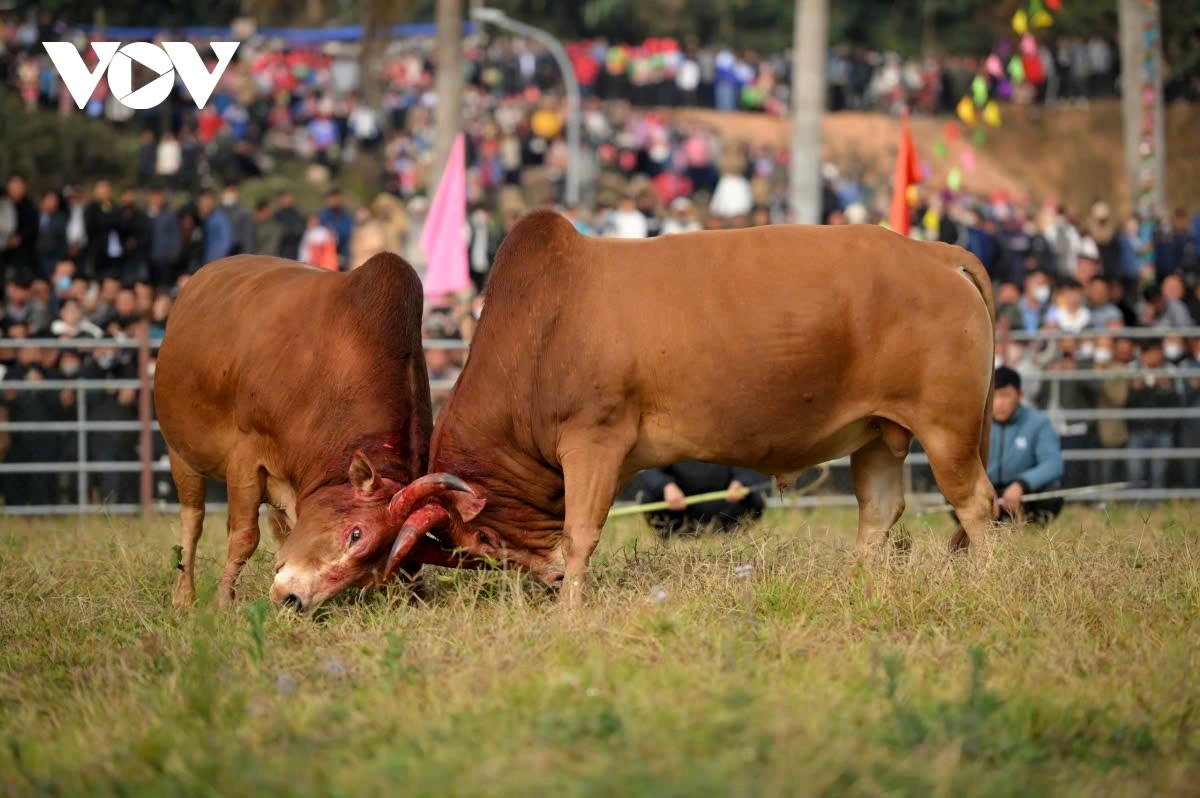 exciting spring bull fighting festival in northern vietnam picture 5 exciting spring bull fighting festival in northern vietnam picture 5