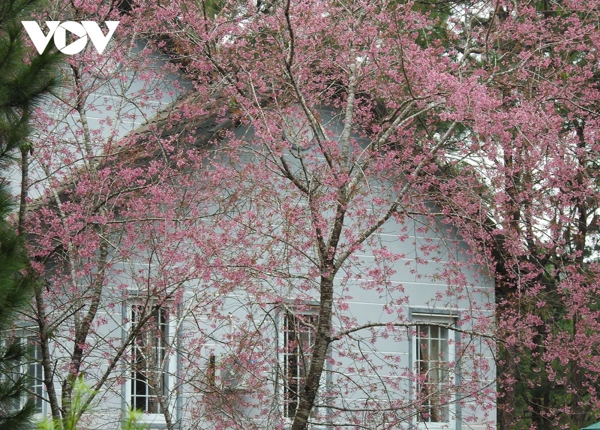 cherry blossoms in full bloom in mang den picture 6 cherry blossoms in full bloom in mang den picture 6