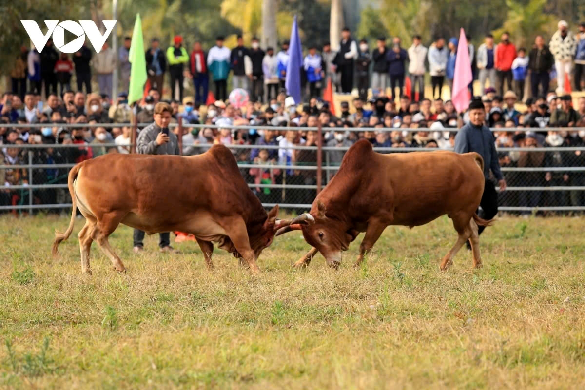 exciting spring bull fighting festival in northern vietnam picture 6 exciting spring bull fighting festival in northern vietnam picture 6
