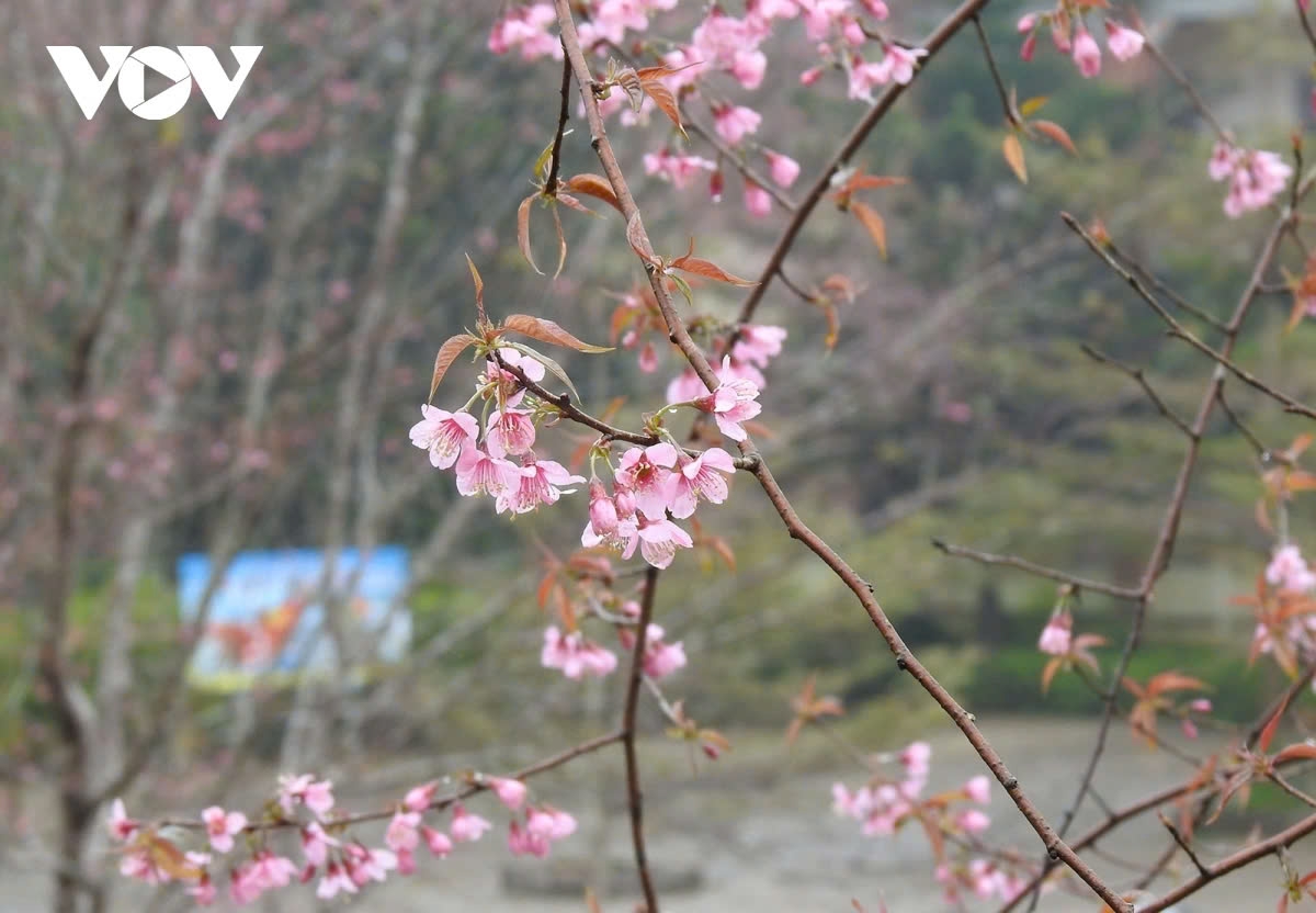 cherry blossoms in full bloom in mang den picture 7 cherry blossoms in full bloom in mang den picture 7