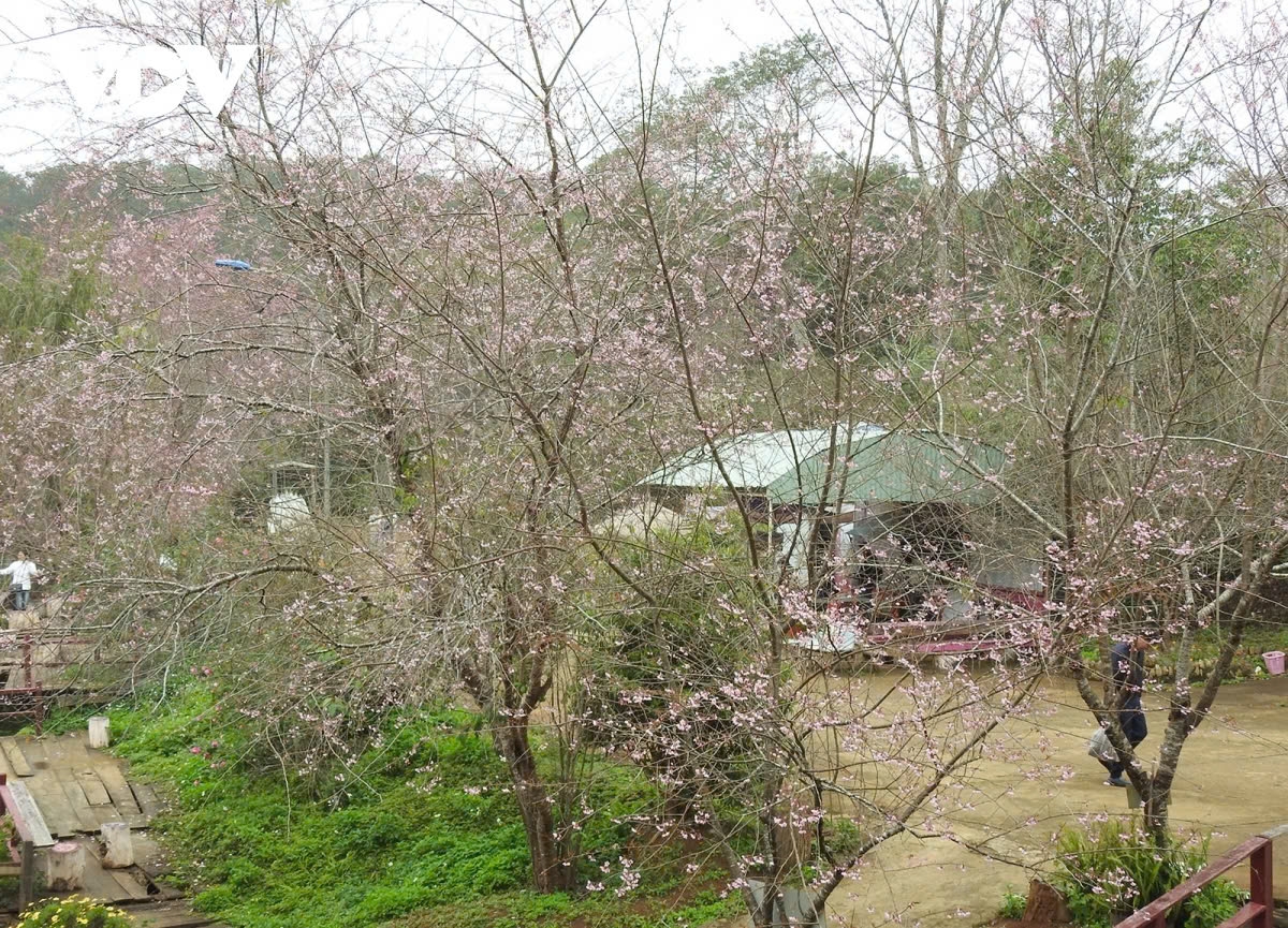 cherry blossoms in full bloom in mang den picture 8 cherry blossoms in full bloom in mang den picture 8