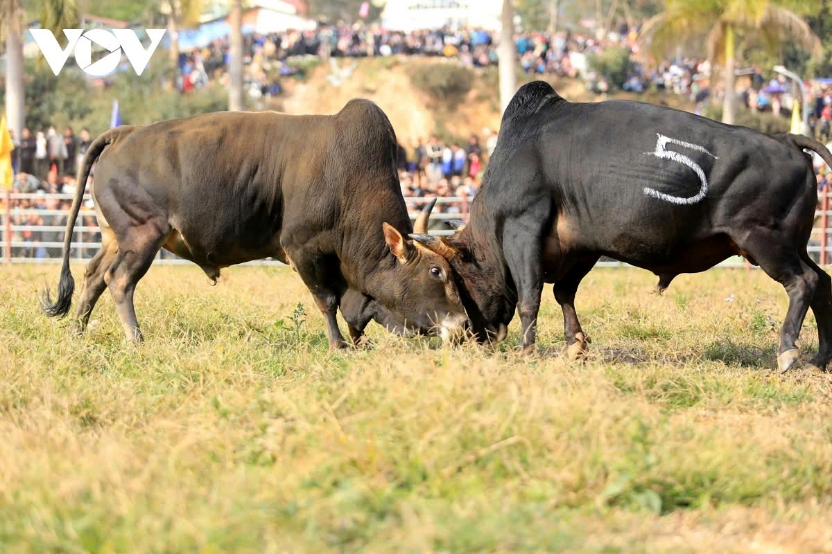 exciting spring bull fighting festival in northern vietnam picture 8 exciting spring bull fighting festival in northern vietnam picture 8