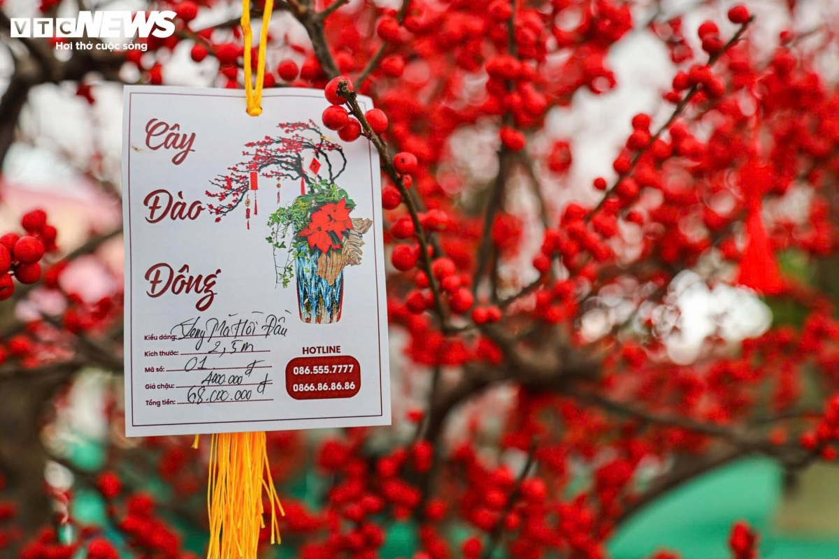 hoa nhap doc la gia tram trieu dong, thu choi tet moi cua nha giau ha noi hinh anh 8