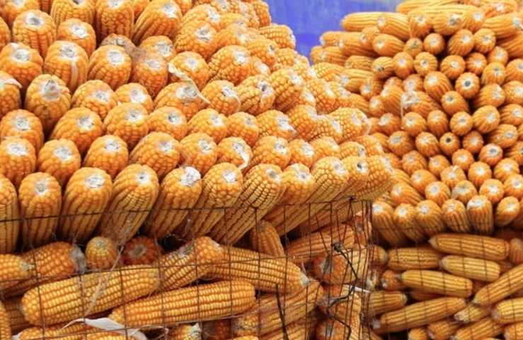 vietnam spends us 3.04 billion importing corn in 2024 picture 1