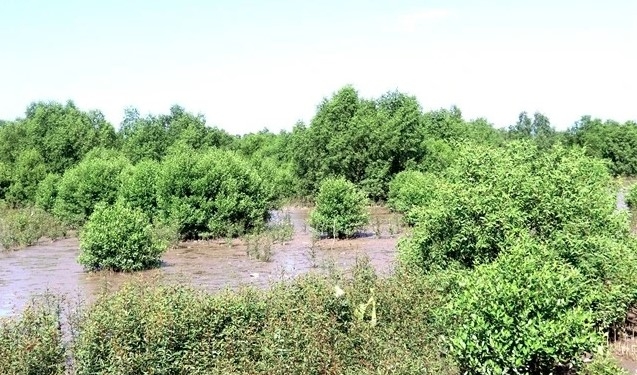 Mekong Delta provinces grow more mangroves to prevent coastal erosion