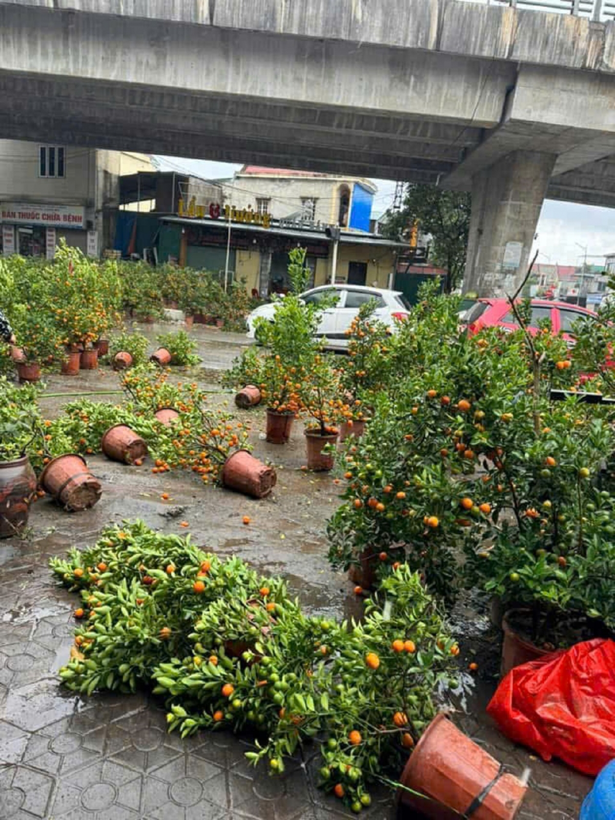 cay canh nga do la liet do mua gio tai nghe an hinh anh 5