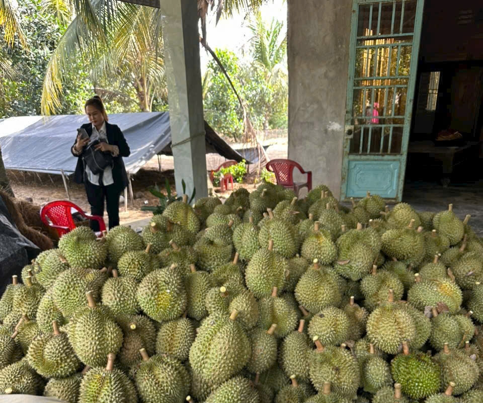 Cận Tết, trái sầu riêng sụt giá bất thường, nhà vườn Tiền Giang giảm lợi nhuận
