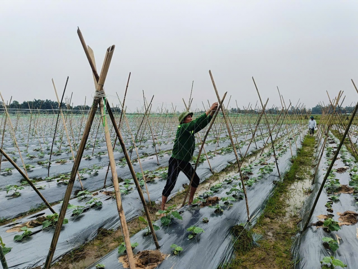 thanh hóa tăng trưởng xanh bắt đầu từ con người hình ảnh 4 thanh hoa tang truong xanh bat dau tu con nguoi hinh anh 4