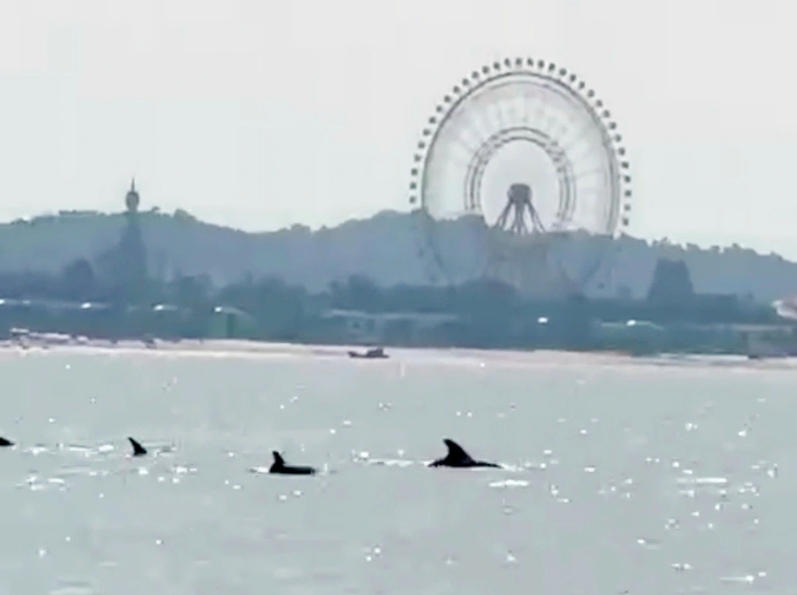 School of dolphins spotted off Phu Quoc island