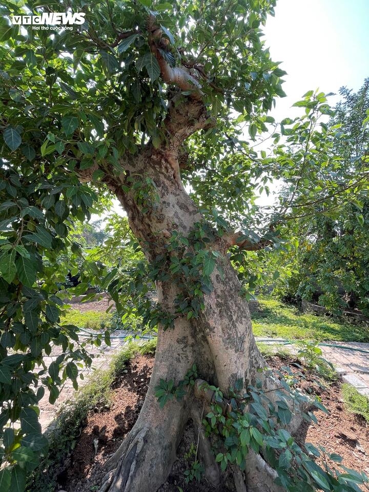 bien cay dai thanh bonsai, khach ga doi toyota camry chu nhan van lac dau hinh anh 10