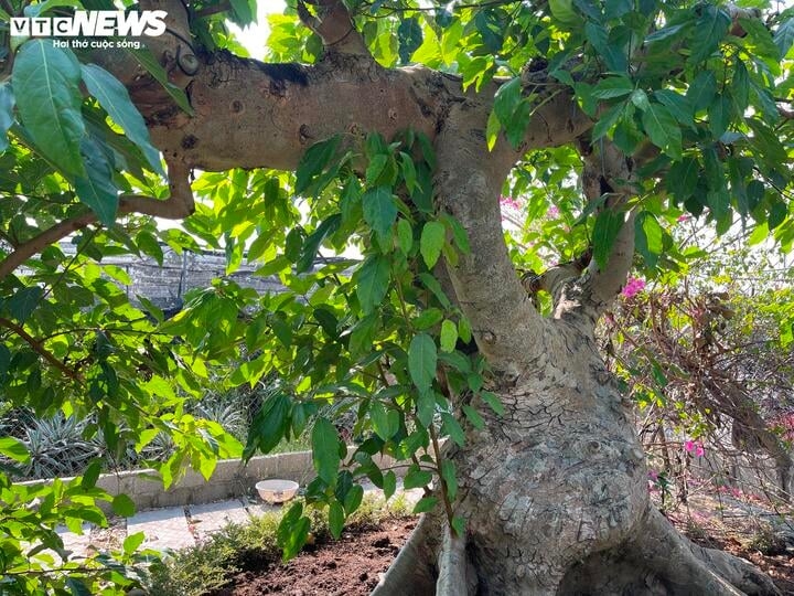 bien cay dai thanh bonsai, khach ga doi toyota camry chu nhan van lac dau hinh anh 11