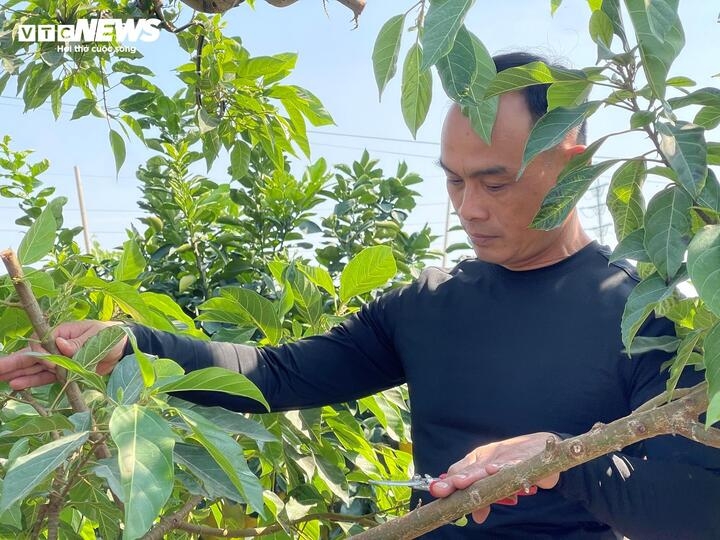 bien cay dai thanh bonsai, khach ga doi toyota camry chu nhan van lac dau hinh anh 1