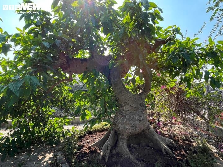 bien cay dai thanh bonsai, khach ga doi toyota camry chu nhan van lac dau hinh anh 2