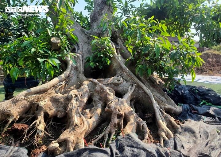 bien cay dai thanh bonsai, khach ga doi toyota camry chu nhan van lac dau hinh anh 3