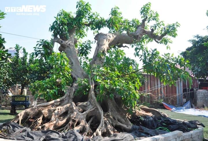 bien cay dai thanh bonsai, khach ga doi toyota camry chu nhan van lac dau hinh anh 4