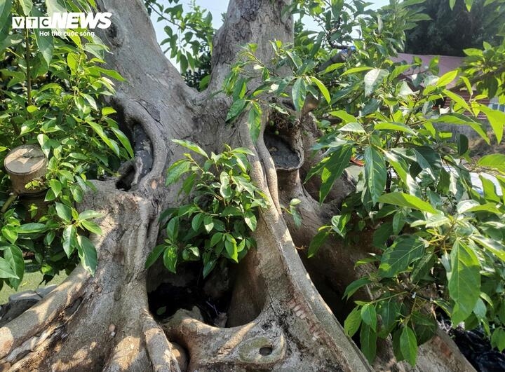 bien cay dai thanh bonsai, khach ga doi toyota camry chu nhan van lac dau hinh anh 5