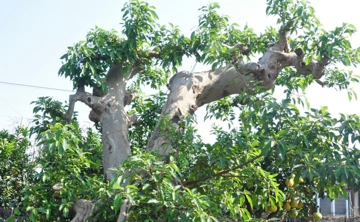 bien cay dai thanh bonsai, khach ga doi toyota camry chu nhan van lac dau hinh anh 6