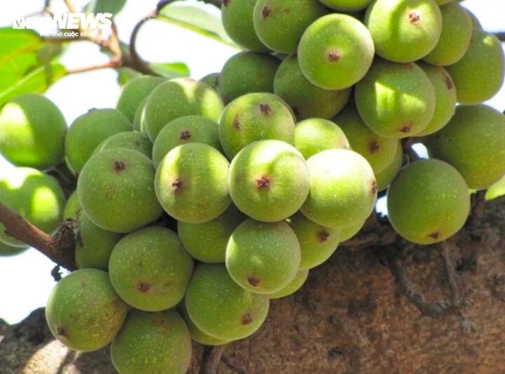 bien cay dai thanh bonsai, khach ga doi toyota camry chu nhan van lac dau hinh anh 7