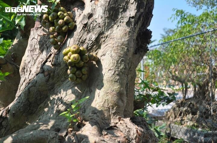 bien cay dai thanh bonsai, khach ga doi toyota camry chu nhan van lac dau hinh anh 9