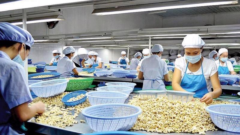 US remains largest buyer of Vietnamese cashew nuts in 2024