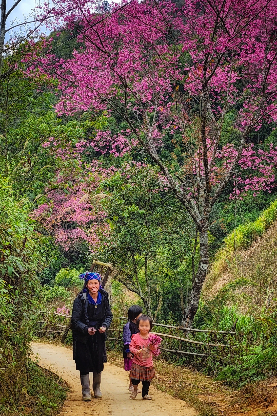 mua hoa to day nhuom hong ban lang mu cang chai hinh anh 5