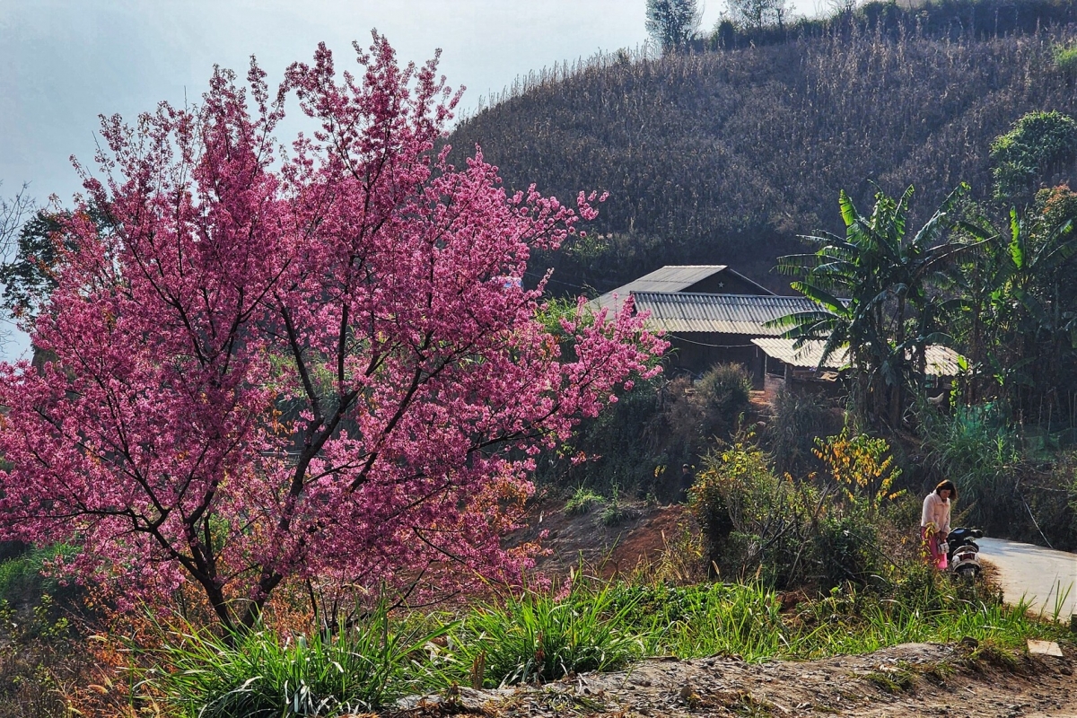 mua hoa to day nhuom hong ban lang mu cang chai hinh anh 4