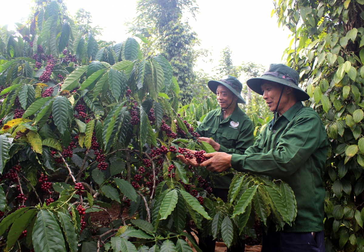 Người dân Đắk Lắk phấn khởi, vững tin đón mùa xuân mới