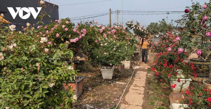 hanoi s flower-growing hub bursts with colors for tet celebration picture 1