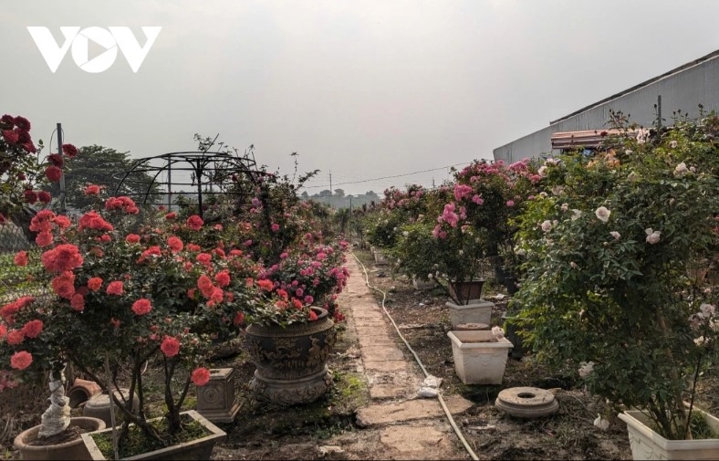 hanoi s flower-growing hub bursts with colors for tet celebration picture 10