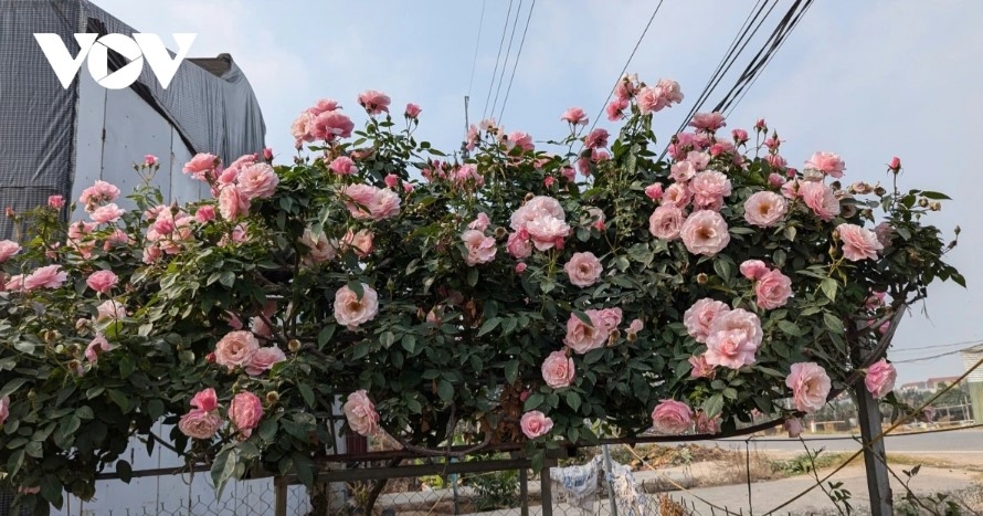 hanoi s flower-growing hub bursts with colors for tet celebration picture 11