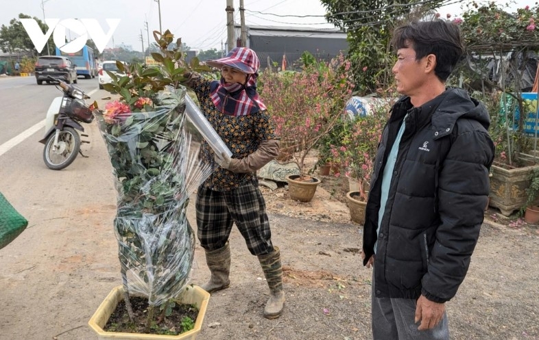 hanoi s flower-growing hub bursts with colors for tet celebration picture 12