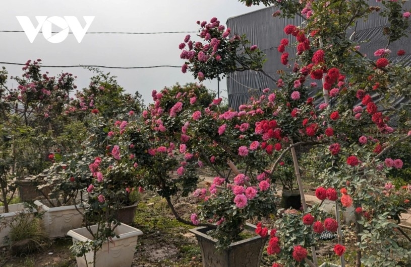 hanoi s flower-growing hub bursts with colors for tet celebration picture 2