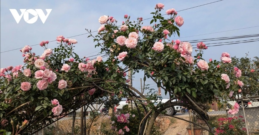 hanoi s flower-growing hub bursts with colors for tet celebration picture 3