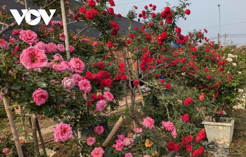 hanoi s flower-growing hub bursts with colors for tet celebration picture 4