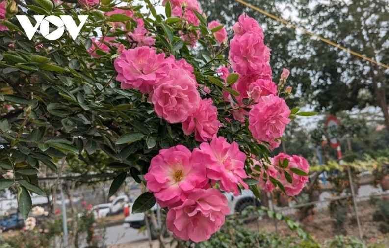 hanoi s flower-growing hub bursts with colors for tet celebration picture 6