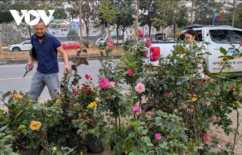 hanoi s flower-growing hub bursts with colors for tet celebration picture 7