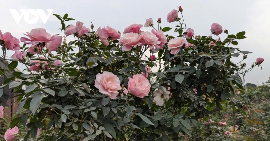 hanoi s flower-growing hub bursts with colors for tet celebration picture 9