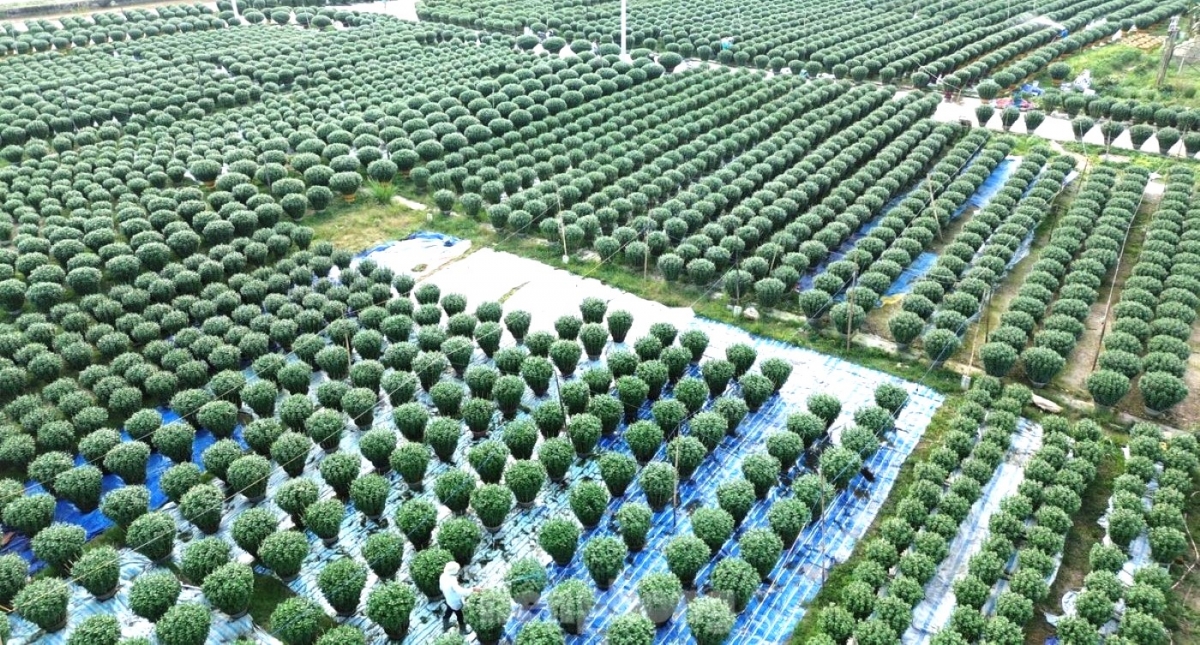 các làng hoa ở huế hối hả vào tết hình ảnh 4 cac lang hoa o hue hoi ha vao tet hinh anh 4