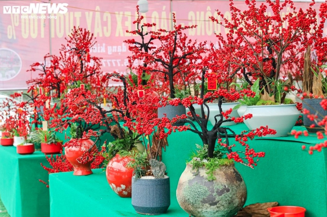 unique peach trees attract festive customers ahead of tet picture 1